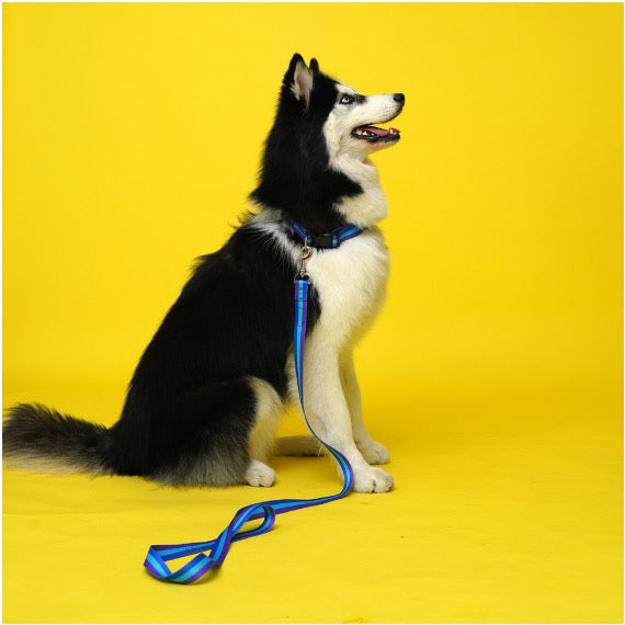 Trio Polyester Dog Collar HedeliE